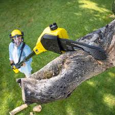 Best Lawn Renovation and Restoration  in Orland Hls, IL